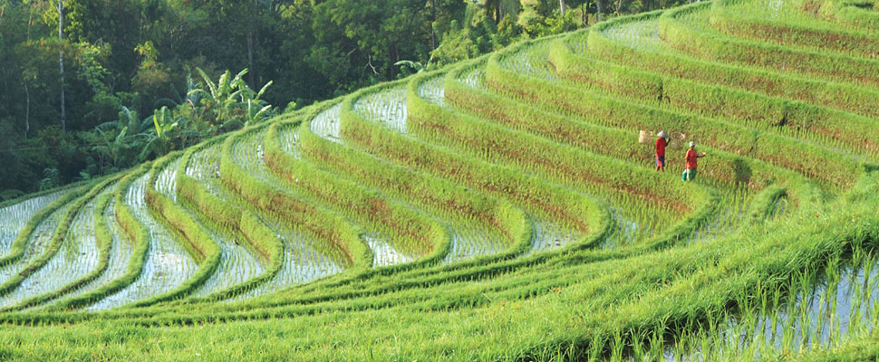 Ubud