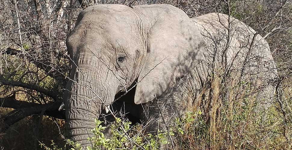 Clare on her South Africa Safari