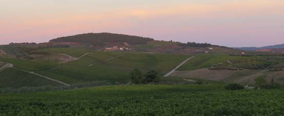 Vineyards in the Douro Valley