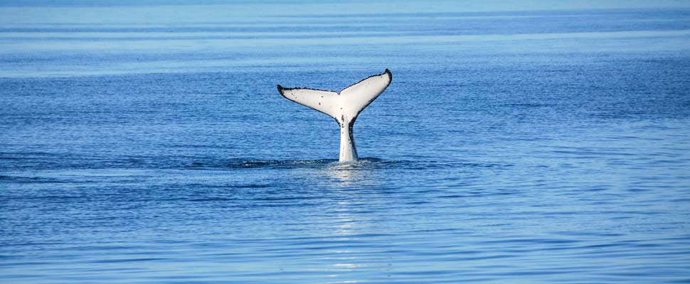 Boston whale watching